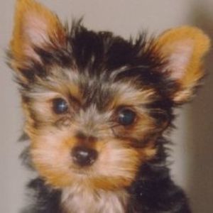 Meet your Posher, Elaine